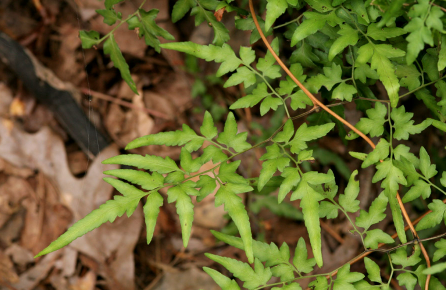 <p>What is the genus of this plant?</p>