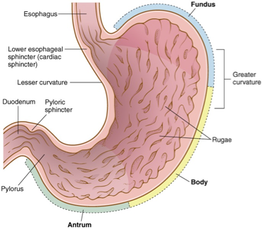 <p>top rounded portion of an organ</p>