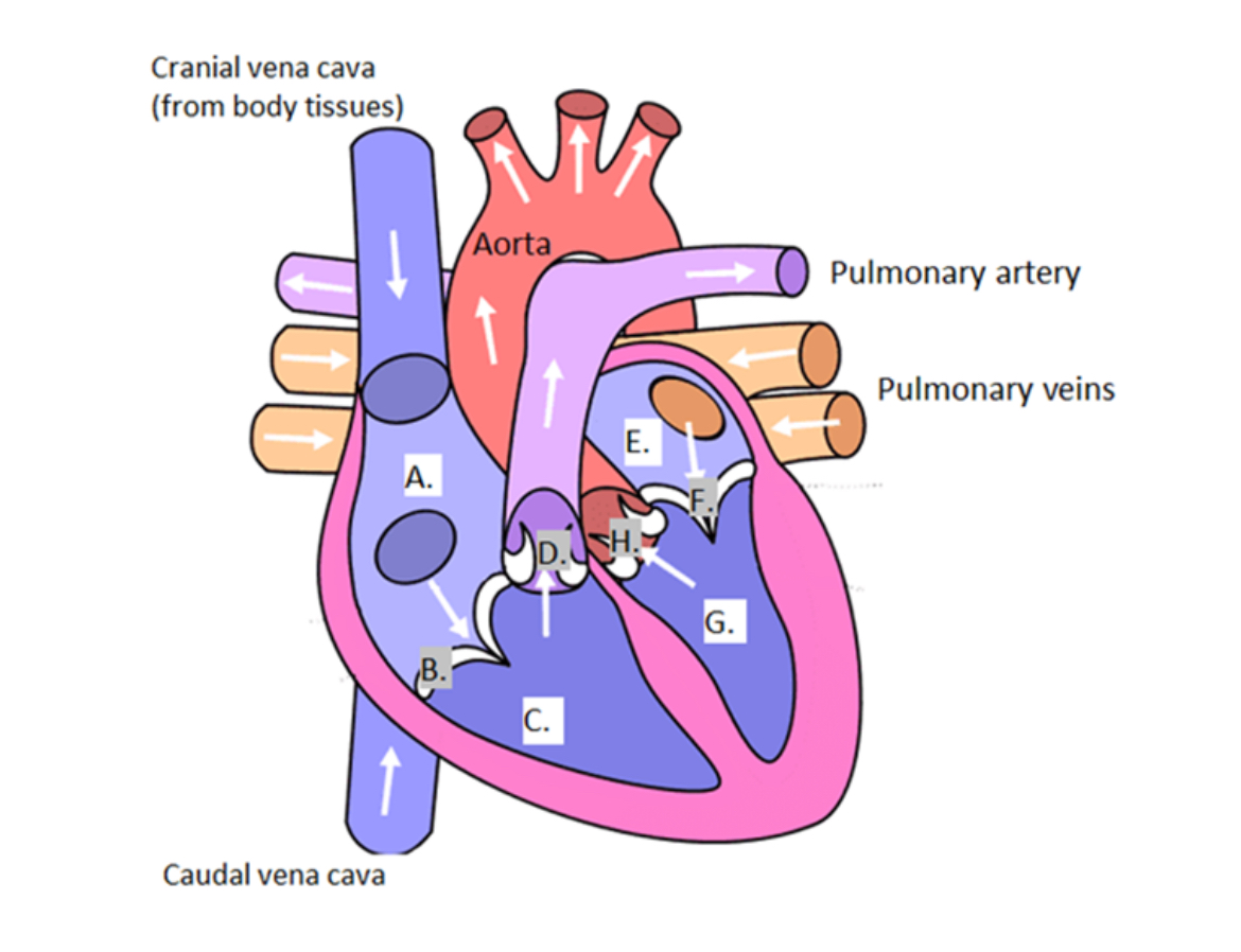 <p><span><span>Using the graphic above, fill in the appropriate heart chamber or valve. (Don't forget to indicate left or right where appropriate).</span></span></p>