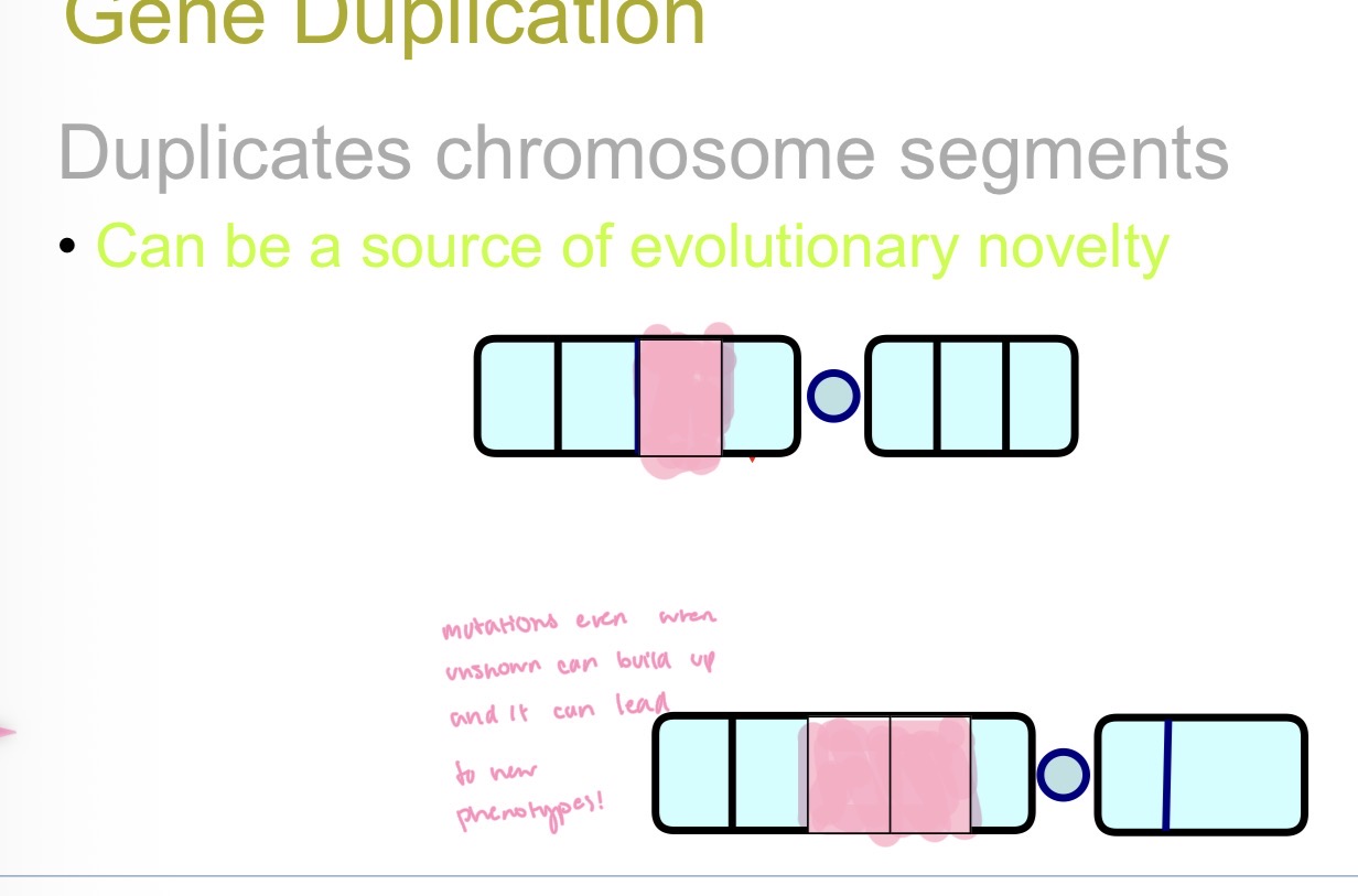 <p>The mutation involving the duplication of segments of a chromosome is called?</p>