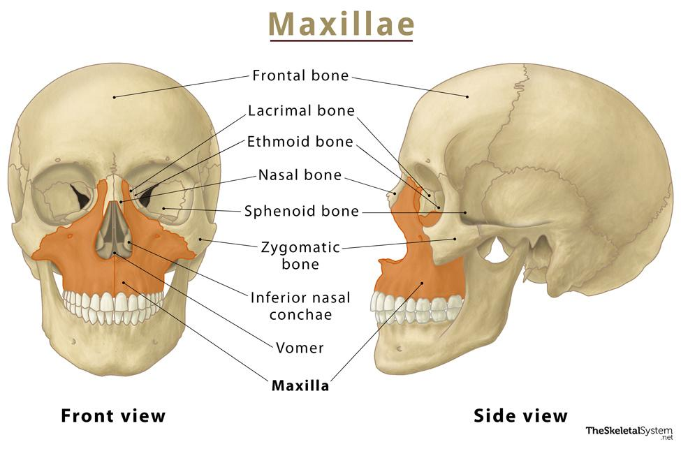 <p>Facial bones that form the <strong>upper jaw, nose, orbits and roof of the mouth</strong></p>