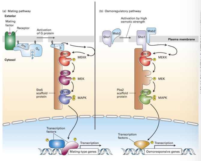 <p>Proteins that participate in intracellular signaling by binding several proteins in a signaling pathway and localizing them to a specific region of the cell </p><p>isolate distinct MAPK pathways in the same cell from one another </p><p>aids in specificity by tethering proteins of the pathway in specific spatial ortientations </p><p>ensures that activation of one MAPK pathway by a particular extracellular signal does not lead to inappropriate activation of other pathways containing shared components </p>
