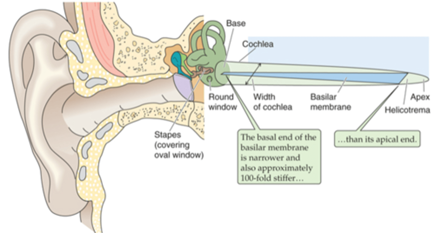 <p>What do high frequency sounds do to the basilar membrane?</p>