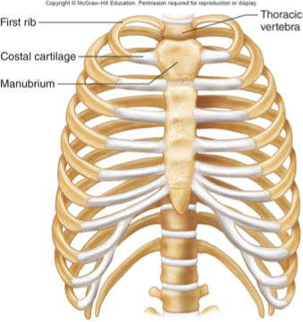 <p>cartilaginous</p><ul><li><p>bands if HYALINE cartilage unite bones</p></li><li><p>some are temporary, such as epiphyseal plate (ossification converts this to a synostosis)</p></li><li><p>between manubrium and first rib (costal cartilages, permanent, synarthrotic)</p><ul><li><p>if it was all bone, CPR wouldn’t work</p></li></ul></li></ul><p></p>