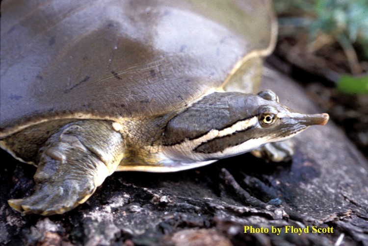 <p>A round, flattened aquatic turtle (males 4.5 to 7.0; females 6.5 to 14.0 inches in length) with a long, tubular snout. </p><p>Carapace (upper shell) is smooth and olive-gray or brown; males have faint dots and dashes while females have mottled blotches. The plastron (lower shell) is a plain gray or cream color.</p><p>A light stripe, with a dark, thin border, extends from the eye down each side of the neck.</p><p>Adult females are larger and have longer hind claws.</p><p>Males have longer, thicker tails. Young are olive-colored and covered with dots.</p>