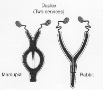 <p>types of uteri</p><p>duplex</p>