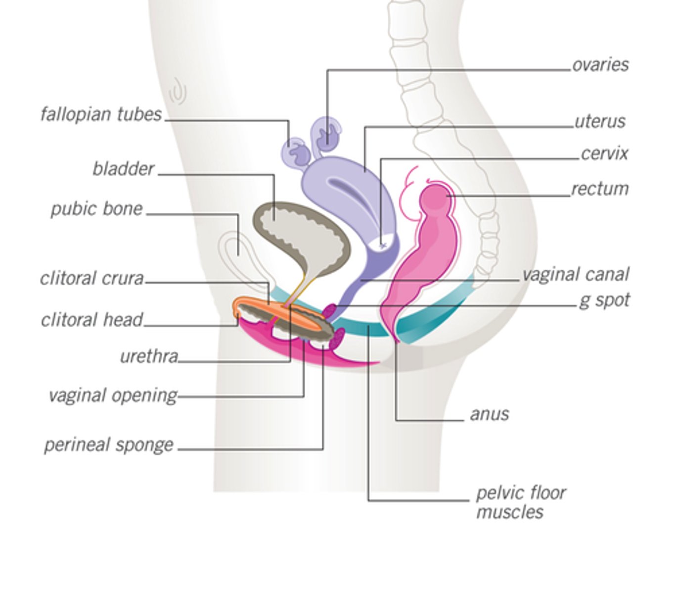 <p>anteverred-body is anterior, cervix is posterior</p>