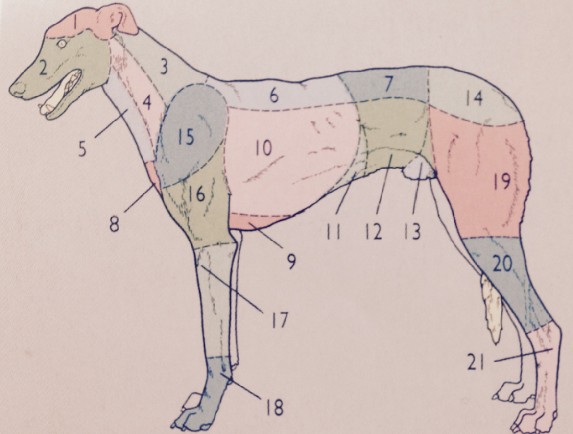 <p>Image: Left lateral view</p><p class="has-focus is-empty">Number 18?</p>