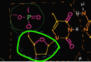 <ol><li><p>What is this called?</p></li><li><p>Explain how it’s formed like this in DNA</p></li></ol><p></p>
