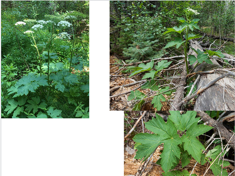 <p>Cow Parsnip</p>