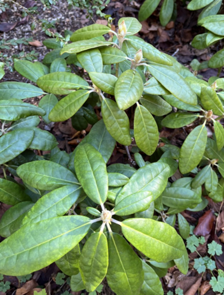 <p>hairs on bottom light and soft, cinnamon brown, puffy/bubbly looking leaves, stay small</p>