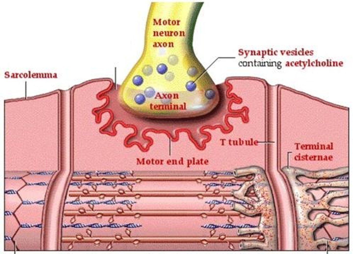 <p>Connection between motor neuron and muscle fiber.</p>