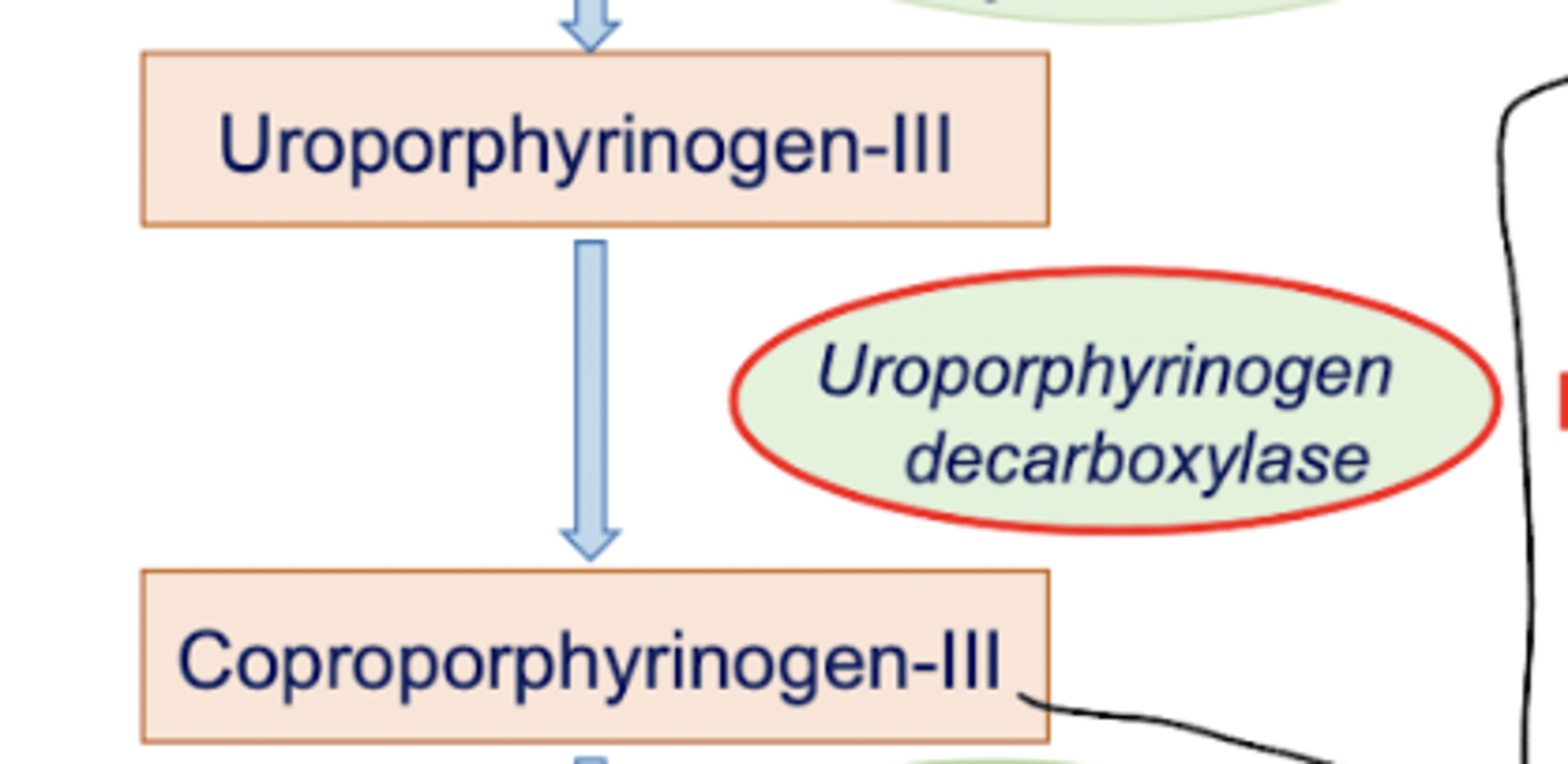<p>Uroporphyrinogen-III is converted into Coproporphyrinogen-III by Uroporphyrinogen decarboxylase.</p><p>This enzyme is ALSO involved in some shtuff. Porphyria Cutanea Tarda is a disease that is the most common porphyria. It is autosomal dominant, with a late onset. Some symptoms include inflammation, blistering, shearing of skin area exposed to light, hyperpigmentation, PHOTOSENSITIVITY, and red-brown to deep-red urine. These symptoms are exacerbated by alcohol. These patterns also CANNOT get barbiturates (activate pathway)</p>