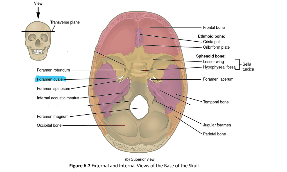 <p>foramen ovale</p>