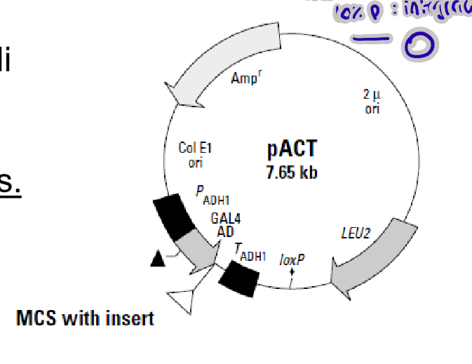 term image