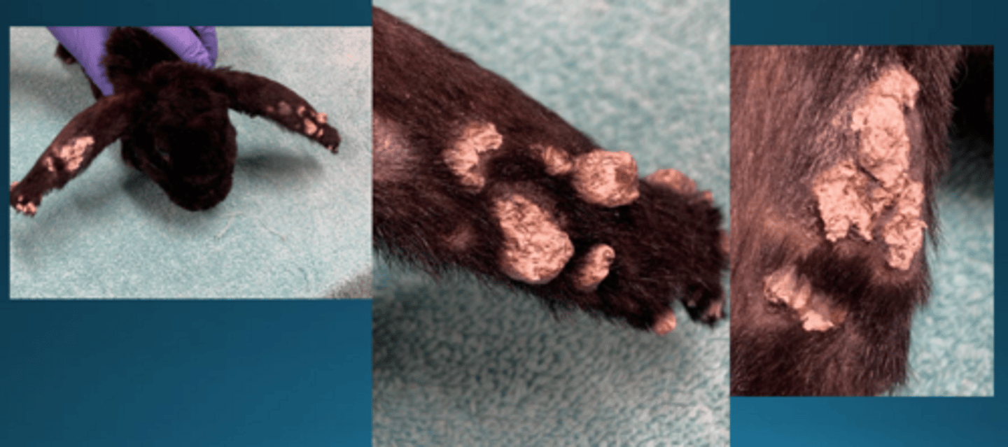 <p>What is the most common cause of dermatophytosis in rabbits? How is this different from dogs?</p>