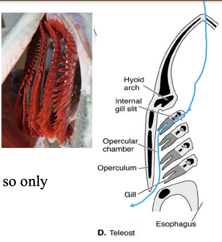 <p>• Interbranchial septa are reduced; gill lamellae extend freely in opercular chamber • Operculum covers gills, so only one external gill slit</p>