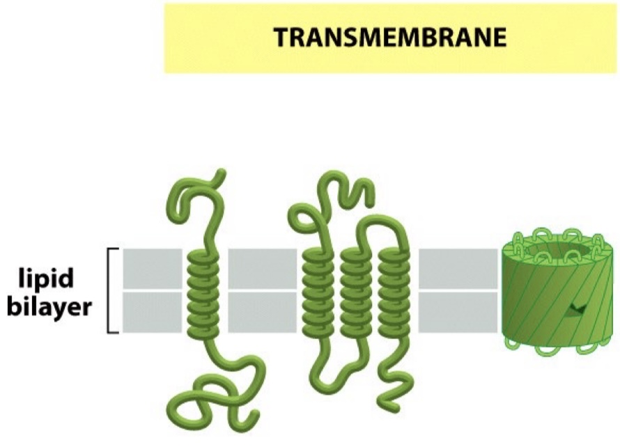 <p>Stretch across the lipid bilayer as a single a-helix, as multiple a-helices or as a b-barrel.</p>