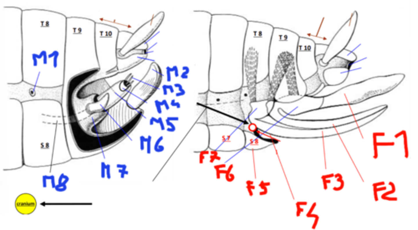 <p>basal sclerites with muscle attachments (F6)</p>