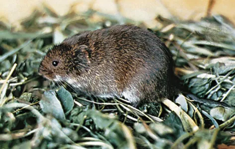 <p><em>Microtus pennsylvanicus</em></p>