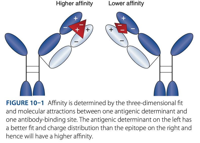 <p>F</p><p>Cross-reaction (resembles) – has similarities with the orginal antigen (mimic). Therefore, they create a <span style="color: red"><strong><em>false + reaction.</em></strong></span></p><p></p>