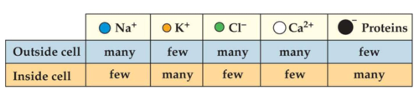 <p>Difference in electrical charge (inside = negative, outside = positive).</p><p>(image is where cells should live when they are at rest)</p><p>many, few, many many few</p><p>sodium, potassium, chloride calcium proteins</p>