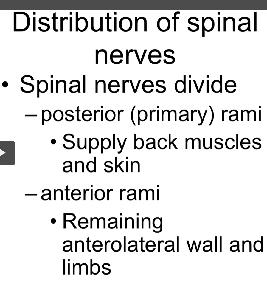 <p>once the spinal nerve is formed, it’s divided again.</p><p>posterior rami is called the primary rami. </p><p>anterior rami is greater in size and is going to reach all the other structures in the body.</p>