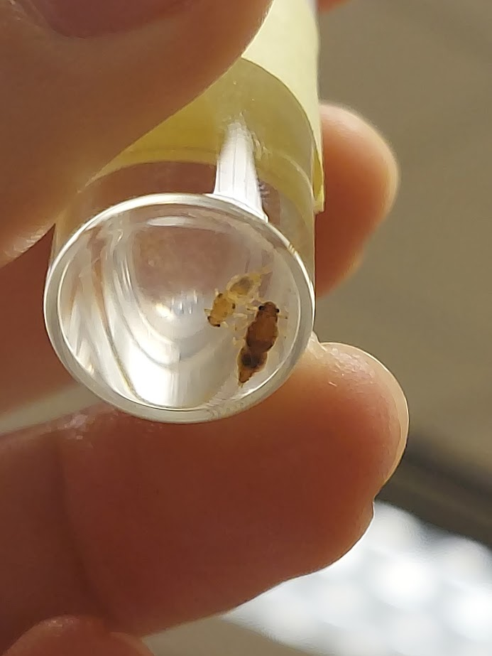 <p>Square-shaped gills on abdominal segment 2</p><ul><li><p>inner edges of gills meet or almost meet medially</p></li></ul><p>Robust thorax, notum fused between forewings for at least half length of pads</p>