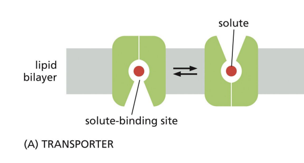 <p>• Bind solute specifically </p><p>• Change conformation so solute-binding sites are on one side followed by the other</p>