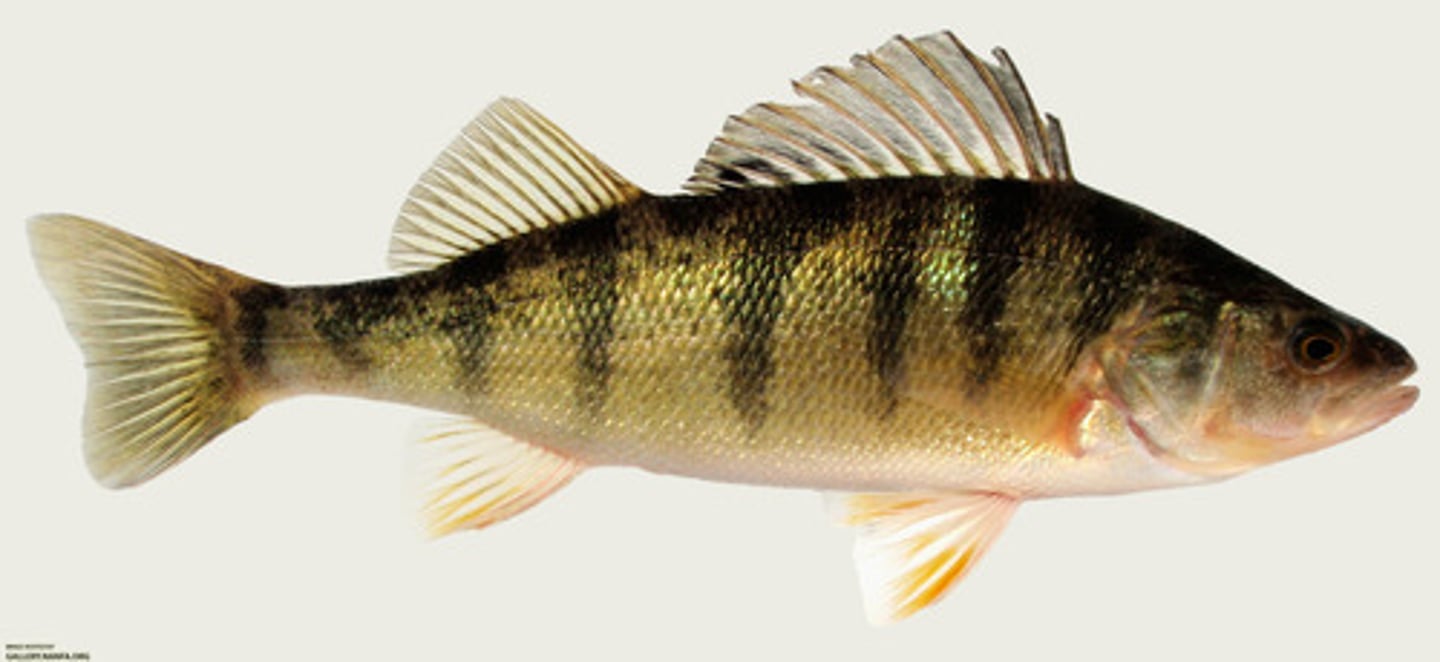 <p>green/brown saddles on yellow side, orange fins during breeding</p>