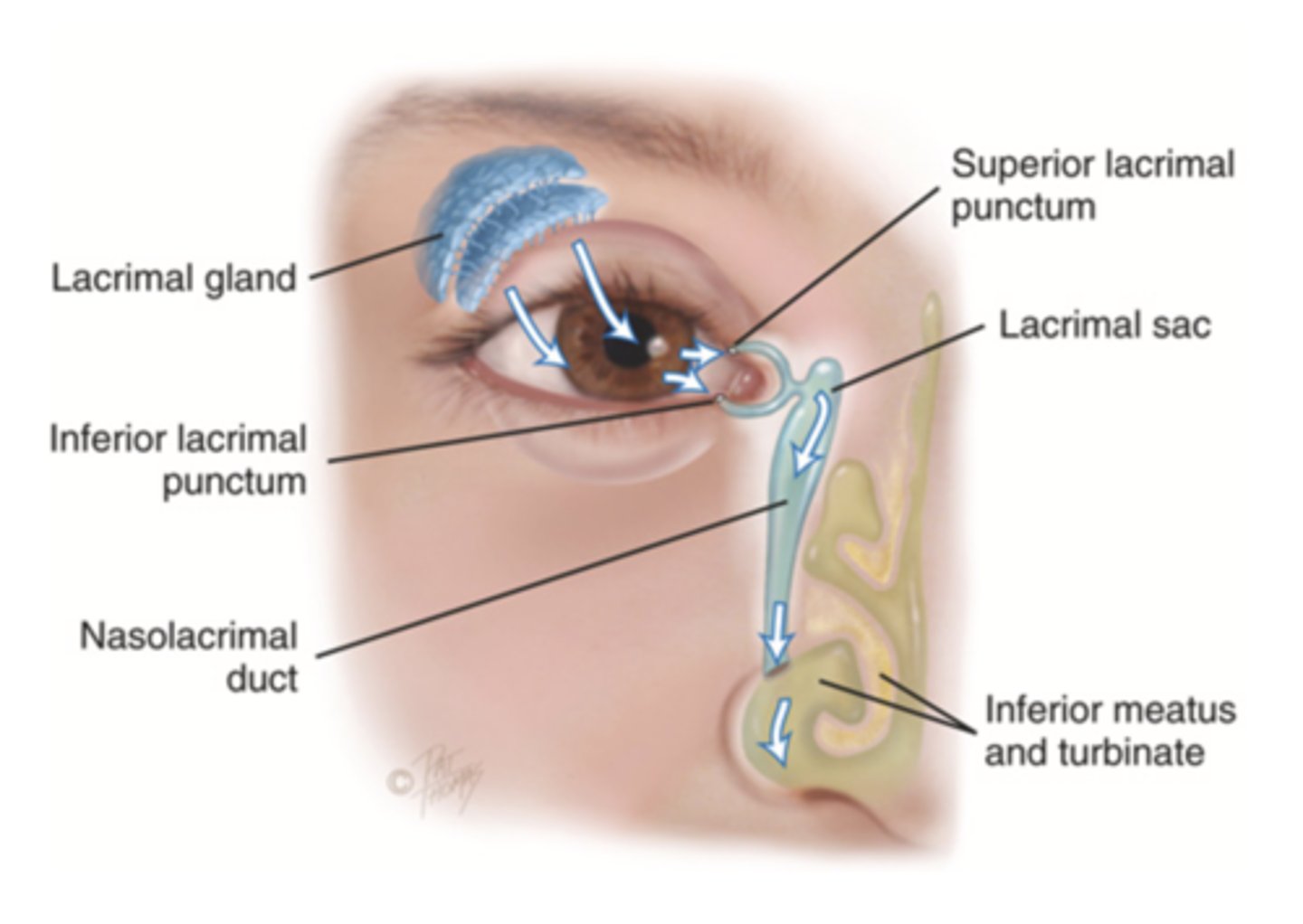 <p>The structures in the eye that provides constant irrigation to keep the conjunctiva and cornea moist and lubricated</p>