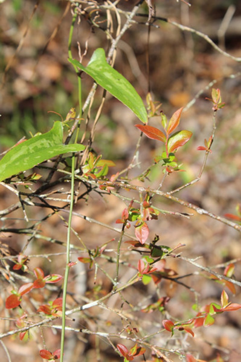 <p>what is the name of the plant pictured here? (not the smilax)</p>
