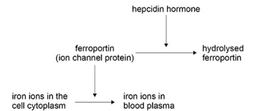 <p>The hormone hepcidin controls the iron ion concentration in blood plasma.</p><p> Hepcidin affects ferroportin, the iron ion channel protein in cell-surface membranes. </p><p>The figure below shows how hepcidin controls the iron ion concentration in plasma. </p><p>People with the disease haemochromatosis do not produce hepcidin.</p><p> Use information in above figure to explain why the iron ion concentration is higher in the plasma of people with haemochromatosis. (3) </p>
