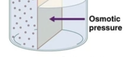 <ul><li><p><mark data-color="#ffffff" style="background-color: rgb(255, 255, 255); color: inherit;"> Pr</mark>essure generated by water moving based on osmolarity</p><ul><li><p><strong>Osmotic pressure</strong> is the <strong>pulling force</strong> that draws water <strong>into</strong> a compartment because of <strong>solute concentration differences</strong> across a semipermeable membrane.</p><ul><li><p>(Why water wants to move)</p></li></ul></li></ul></li></ul><p></p>