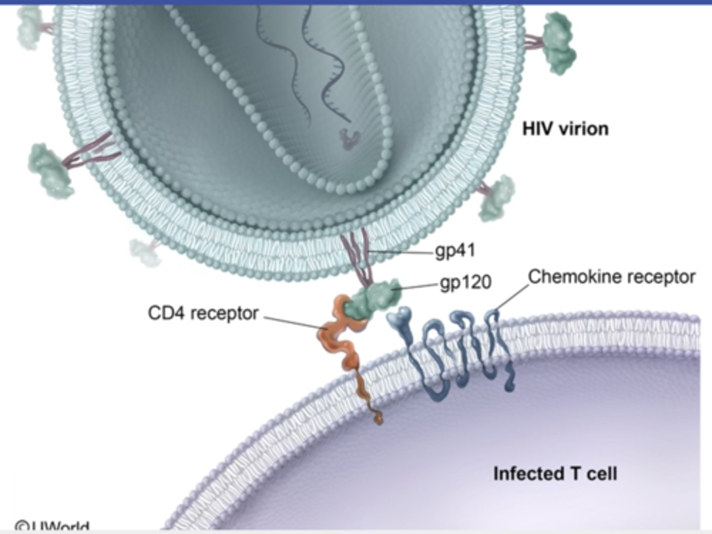 <p>need adhesion to tissue for infection</p>