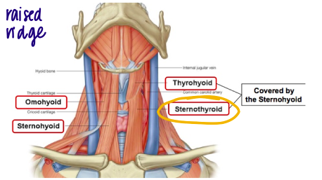 Fan shaped deep to sternomyoid

\
N - Ansa cervicalis (C1, C2, C3) 

F - Depresses the larynx 