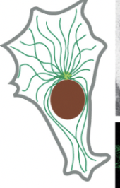 <p><strong>2/3 major types of protein filaments that form the cytoskeleton</strong></p><ul><li><p>long, hollow cylinders made of tubulin (protein)</p></li><li><p>outer diameter of 25 nm (much more rigid than actin filaments)</p></li><li><p>long/straight & frequently have one end attached to a <strong>microtubule-organizing center (MTOC)</strong> = <em><u>centrosome</u></em></p><ul><li><p>part of extending cell in mitosis!</p></li></ul></li></ul><p></p><p>accessory proteins & motors act on this</p><p></p><ul><li><p>the addition of GTP-containing tubulin subunits to the end of a protofilament causes end to grow in linear conformation that can readily pack into the cylindrical wall of the microtubule</p></li><li><p>hydrolysis of GTP after assembly changes the conformation of the subunits & tends to force the protofilament into a curved shape that’s less able to pack into the microtubule wall (happens when GTP cap is removed and causes disruptions)</p></li></ul><p></p>