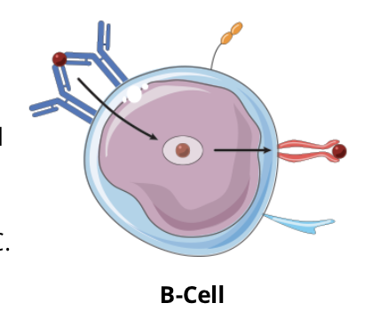 <ul><li><p>as the antigen (red circle) binding to the BCR on a specific B cell does not produce a strong enough signal to activate the cell, the antigen is internalized by receptor mediated endocytosis, processed, and displayed on the cell membrane in the context of MHC</p></li></ul><p></p>