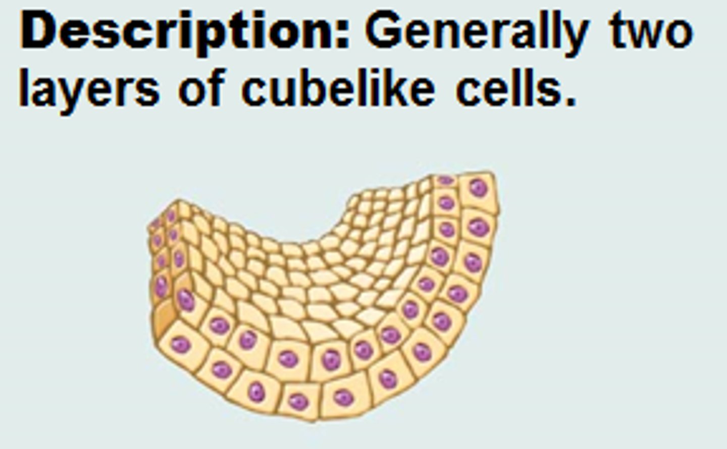 <p>generally two layers of cubelike cells</p>