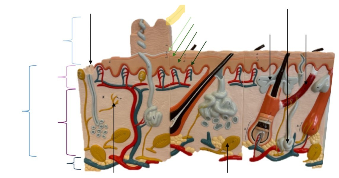 term image