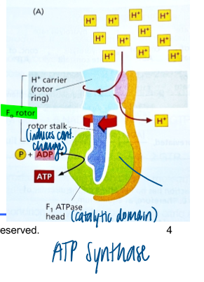 <p>occurs in inner mito membrane </p><ul><li><p>uses steep electrochemical proton gradient to generate ATP </p></li><li><p>has a catalytic domain </p></li><li><p>hydrolysis of ADP → ATP causes conf change </p></li></ul><p></p>