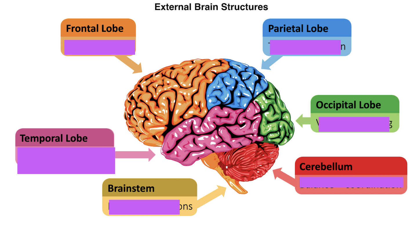 <p>Functions of diff areas of the brain</p>