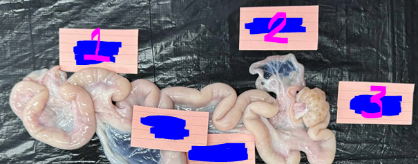 <p>Give the specific name of the part of the organ labelled #2 and the specie it came from</p>