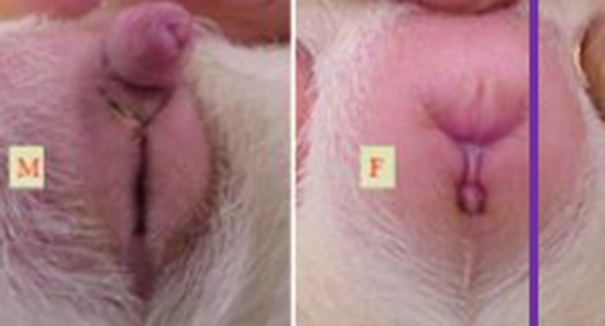 **Fixatie**

Pak de cavia op uit de kooi, met een hand om de schouders en de andere ter ondersteuning van het dier

* Pak een cavia nooit bij het nek-/rugvel

\
**Seksen**

De penis kan bij beertjes gemakkelijk naar buiten gedrukt worde