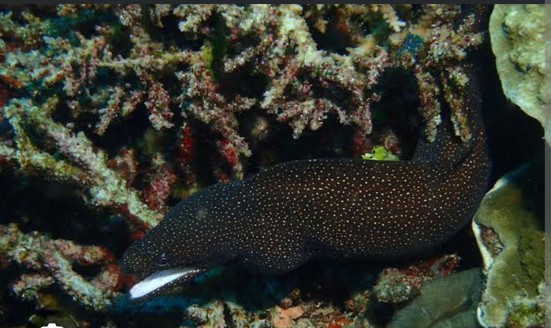 <p>Muraenidae family</p><p class="has-focus">diet is carnivorous, consisting mainly of small fish, crabs, and octopuses</p><p class="has-focus">dark body with white spots and a distinctive white mouth</p><p class="has-focus"> </p>