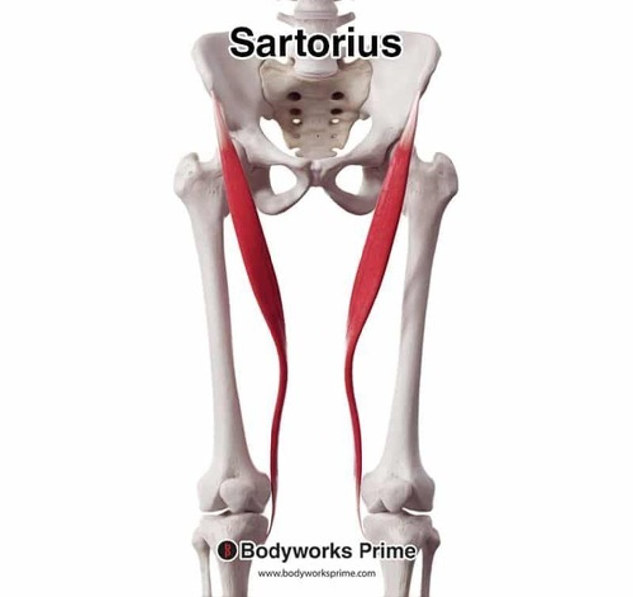 <p>Location: Runs diagonally across thigh; Bones Associated: Ilium, tibia; Origin: Anterior iliac spine; Insertion: Tibia.</p>