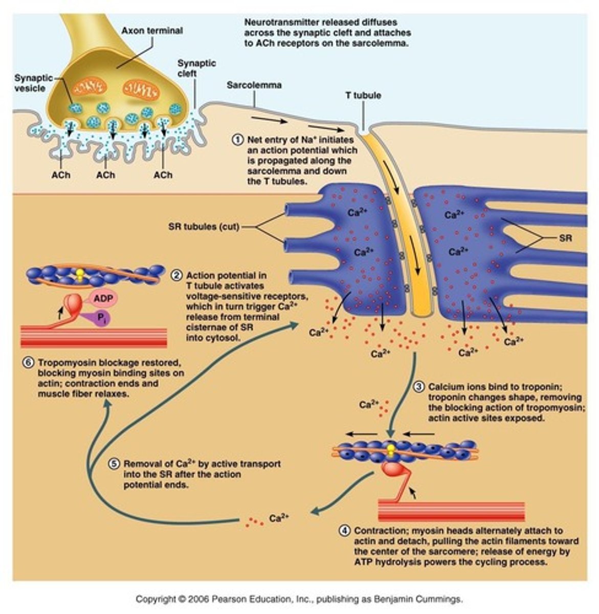 <p>Muscle shortening occurs due to the movement of actin filaments over myosin filaments, forming cross-bridges and reducing the distance between Z-lines of the sarcomere.</p>