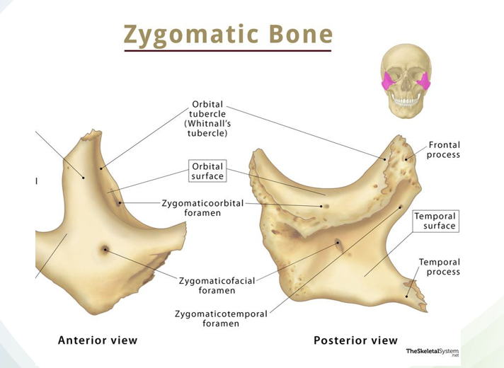 <ul><li><p>form cheek of face</p></li><li><p>articulates with the frontal bone, temporal bone, and sphenoid bone as well as maxilla</p></li><li><p>helps to form lateral wall and floor of orbit</p></li></ul><p></p>