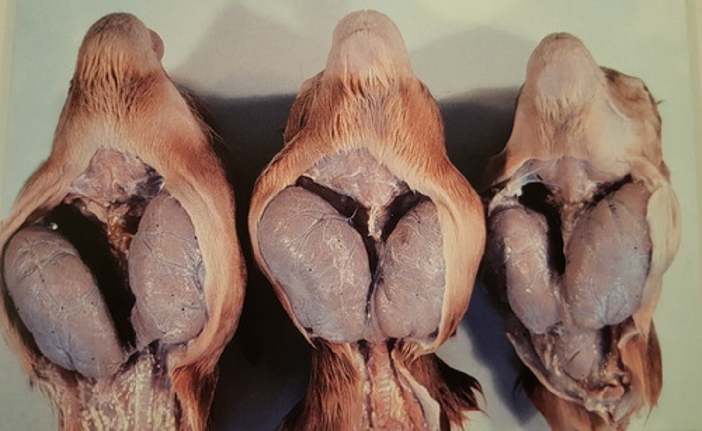 <p>Gl. thyroidea på gedekid. Patoanatomisk diagnose?</p>