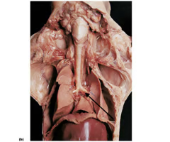 <p>What is the arrow pointing to? What’s it function? </p>